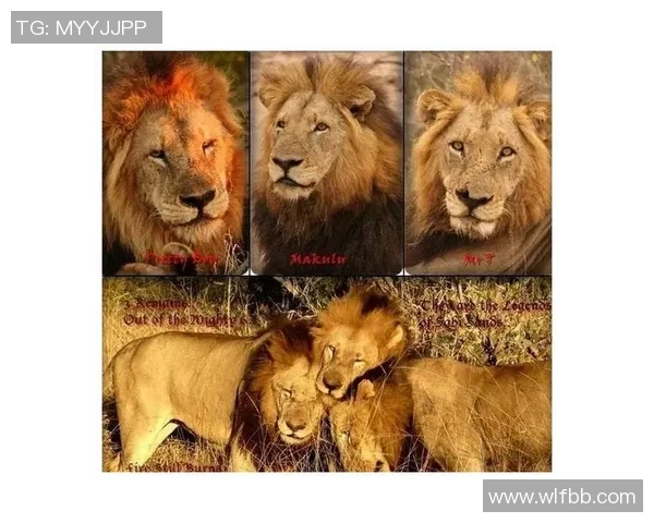 足球星二代的黑手党传奇：从绿茵场到地下世界的权力斗争